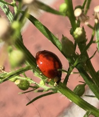 Coccinellini