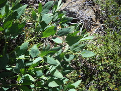 Angelica tomentosa