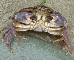 Metacarcinus anthonyi