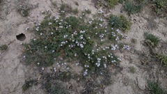 Glandularia alejandrana