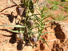 Walleria gracilis