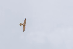 Falco cenchroides cenchroides