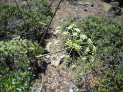 Angelica tomentosa