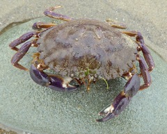 Metacarcinus anthonyi