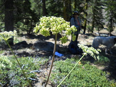 Angelica tomentosa
