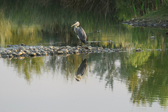 Ardea herodias