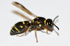 Parancistrocerus pedestris