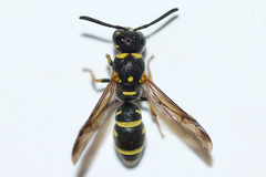 Parancistrocerus pedestris