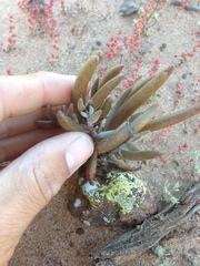 Dudleya attenuata orcuttii