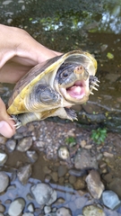 Staurotypus salvinii