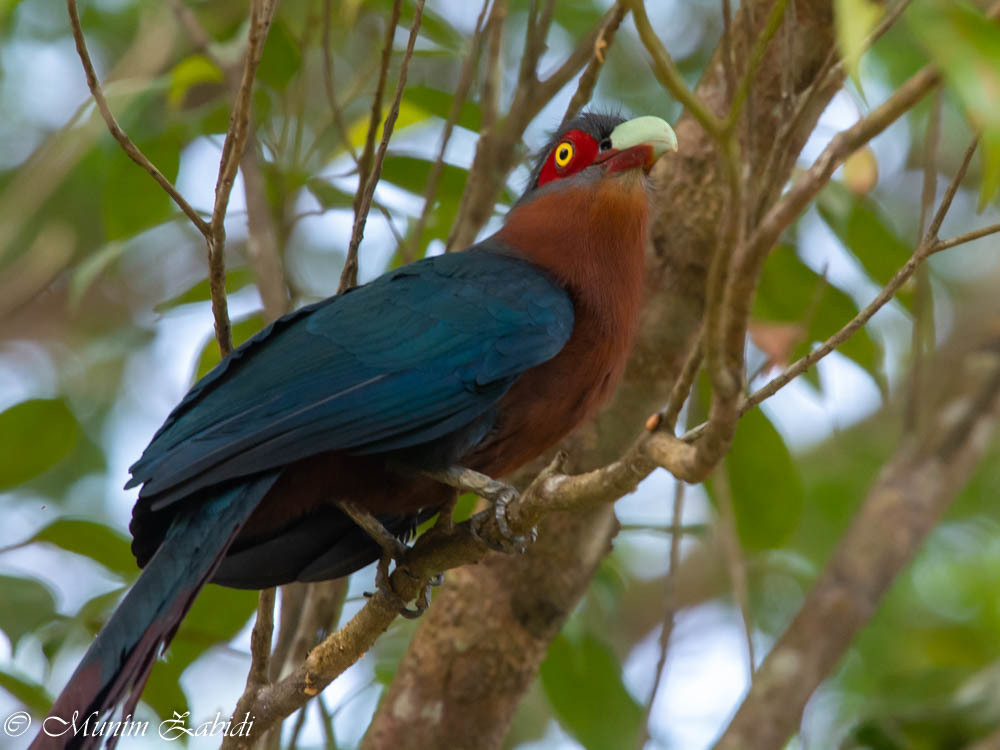 Chestnut-breasted Malkoha