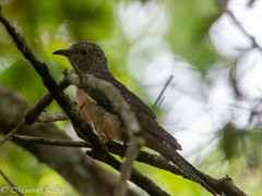 Cacomantis variolosus sepulcralis