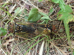 Auritibicen japonicus