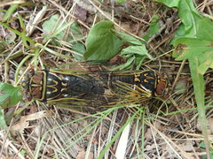 Auritibicen japonicus