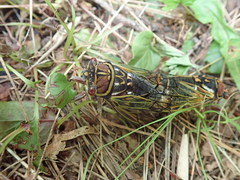 Auritibicen japonicus