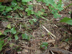 Auritibicen japonicus