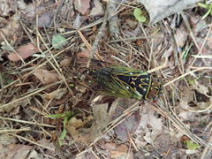 Auritibicen japonicus