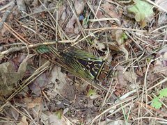 Auritibicen japonicus