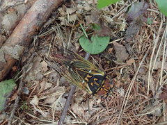 Auritibicen japonicus