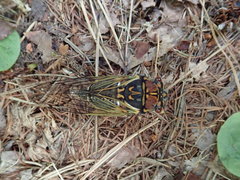 Auritibicen japonicus