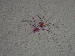 Leiobunum curvipalpe