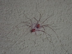 Leiobunum curvipalpe