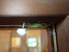 Nipponomeconema musashiense