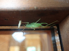 Nipponomeconema musashiense