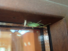 Nipponomeconema musashiense