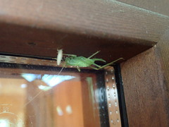 Nipponomeconema musashiense