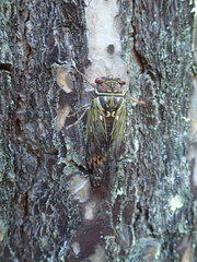 Auritibicen japonicus