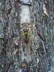 Auritibicen japonicus