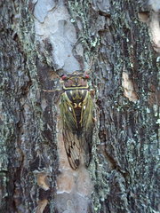 Auritibicen japonicus
