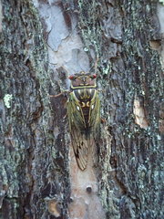 Auritibicen japonicus