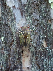Auritibicen japonicus