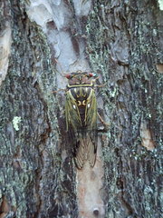 Auritibicen japonicus