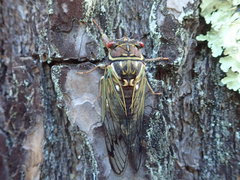 Auritibicen japonicus