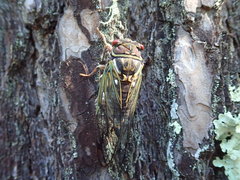 Auritibicen japonicus