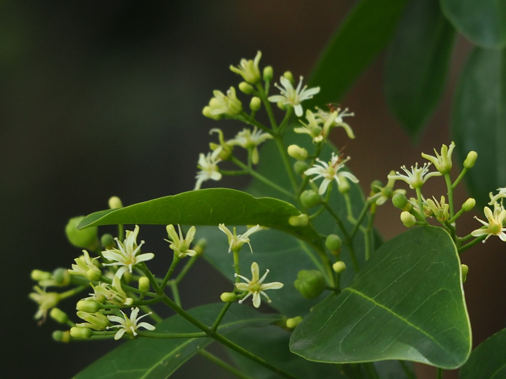 Acronychia pedunculata (Acronychia pedunculata)