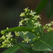 Acronychia pedunculata - Photo Ningún derecho reservado, subido por 葉子