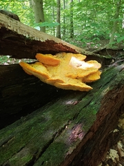 Aurantiporus croceus