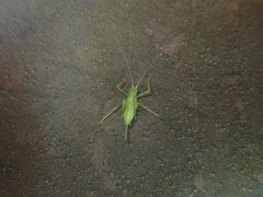 Nipponomeconema musashiense