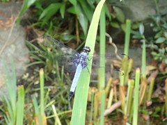 Orthetrum melania