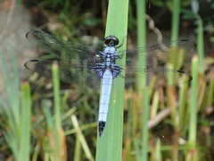 Orthetrum melania