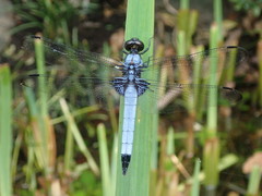 Orthetrum melania