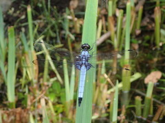 Orthetrum melania