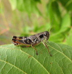 Melanoplus dawsoni