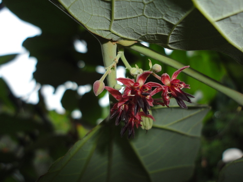 Theobroma bicolor Humb. & Bonpl.