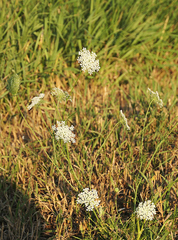 Daucus carota