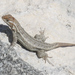 Cozumel Spiny Lizard - Photo no rights reserved, uploaded by Scott Loarie